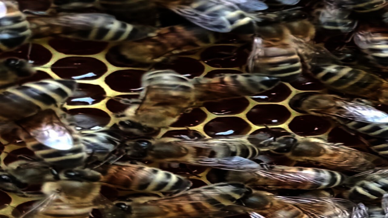 Bienen Honig in der Wabe